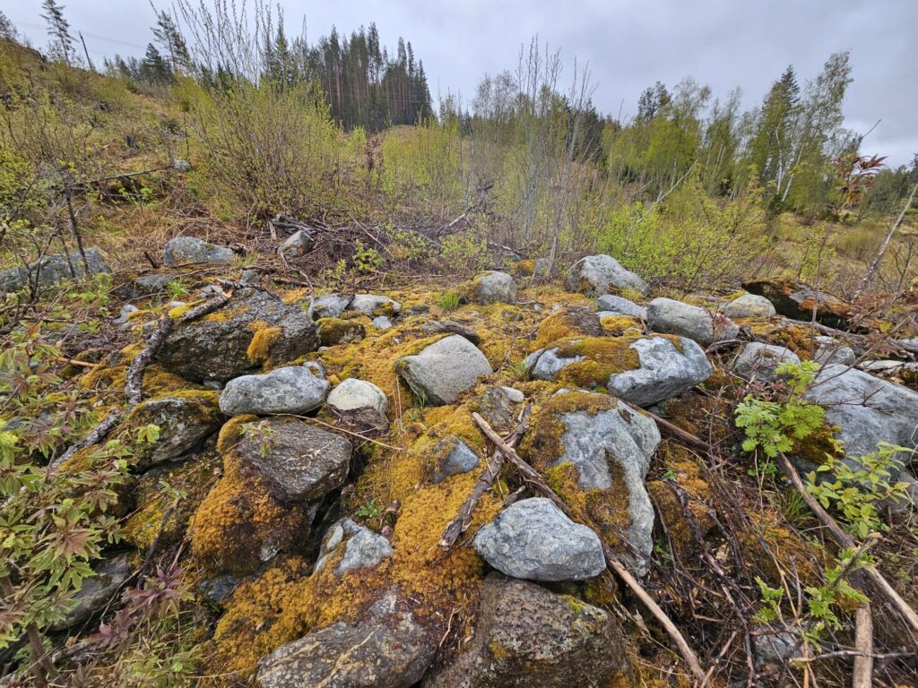 Ei av mange rydningsrøyser på området.